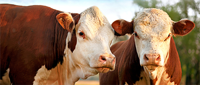 beef banner